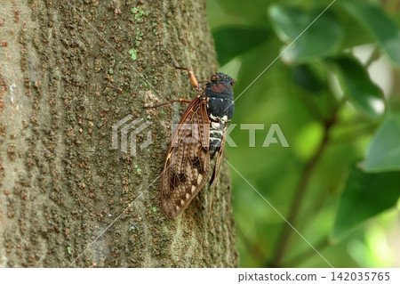 Abra Zemi catching trees Abra Zemi catching trees 142035765