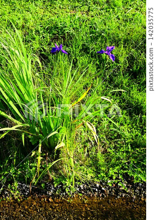 Irises blooming at Oide Spring Water Irises blooming at Oide Spring Water 142035775