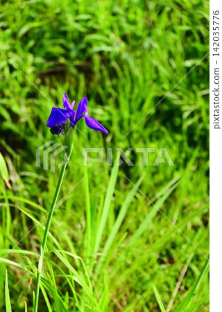 奧伊德泉水邊的鳶尾花盛開 奧伊德泉水邊的鳶尾花盛開 142035776
