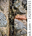 Small crabs gathering on rocky shorelines (ecology, marine life, nature) 142035915