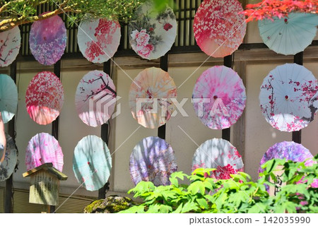 Japanese umbrellas from Yuushien Garden (Shimane Prefecture) 142035990