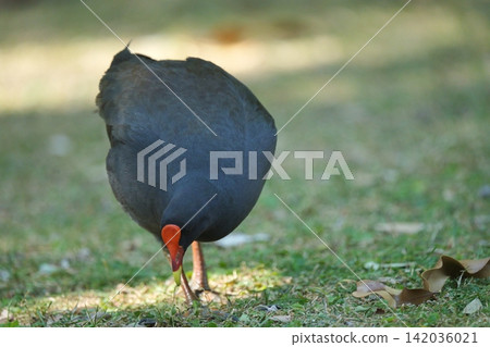 一朵熱帶向日葵在公園裡漫步 一朵熱帶向日葵在公園裡漫步 142036021
