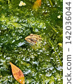 A frog peeking its head out from among the aquatic plants in a pond (ecology/summer nature) 142036044