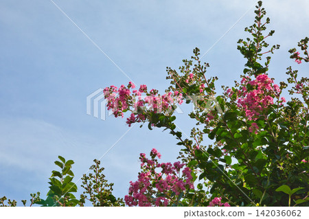 Summer vegetables in harvest season Summer vegetables in harvest season 142036062