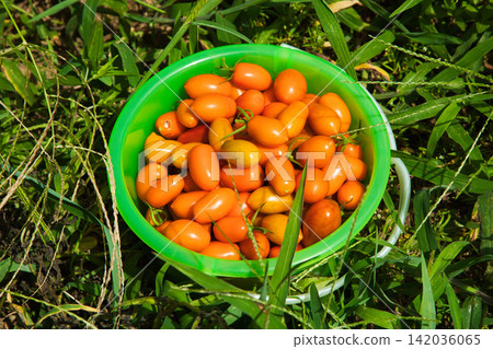 夏季蔬菜的收穫季節 142036065