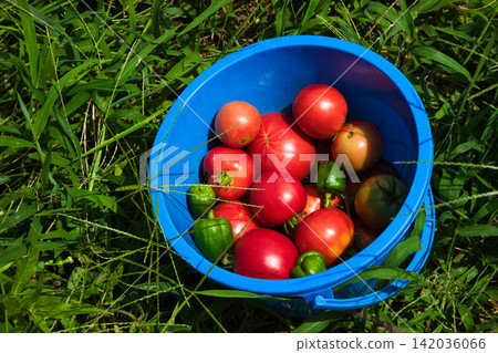 Summer vegetables in harvest season Summer vegetables in harvest season 142036066