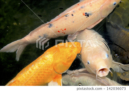 Carp swimming energetically in the pond Carp swimming energetically in the pond 142036073