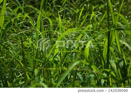 夏季蔬菜的收穫季節 夏季蔬菜的收穫季節 142036090