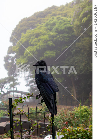 A black crow perched on a rain-soaked fence. A black crow perched on a rain-soaked fence. 142036167