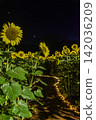 Sunflowers blooming on a summer night 142036209