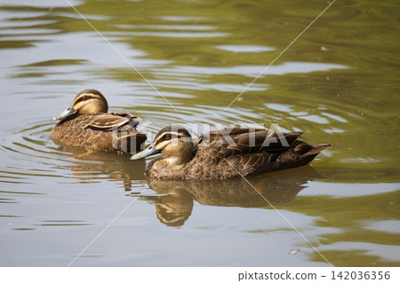 Swimming White-browed Spot-billed Duck Swimming White-browed Spot-billed Duck 142036356