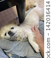 北京人 142036414