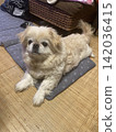 北京人 142036415