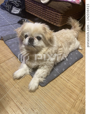 北京人 142036415