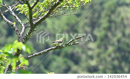 棲息在樹枝上的白腹綠鴿 棲息在樹枝上的白腹綠鴿 142036454