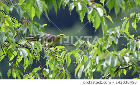 日本綠鳩吃山櫻花 日本綠鳩吃山櫻花 142036456