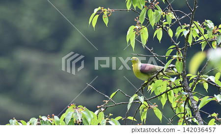 日本綠鳩吃山櫻花 日本綠鳩吃山櫻花 142036457