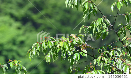 日本綠鳩吃山櫻花 日本綠鳩吃山櫻花 142036461