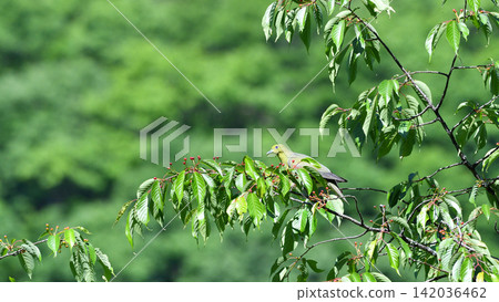 Japanese Green Pigeon eating mountain cherry blossoms Japanese Green Pigeon eating mountain cherry blossoms 142036462