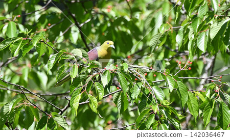 日本綠鳩吃山櫻花 日本綠鳩吃山櫻花 142036467