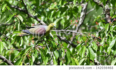 日本綠鳩吃山櫻花 日本綠鳩吃山櫻花 142036468