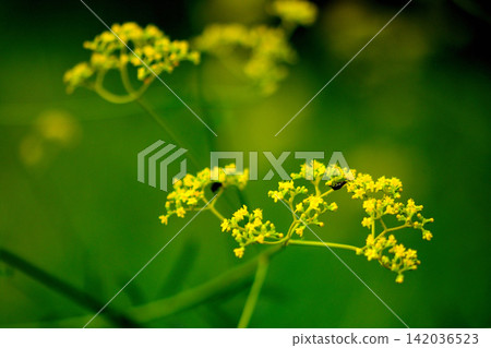 Ominaeshi Ominaeshi 142036523