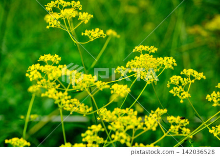 Ominaeshi Ominaeshi 142036528
