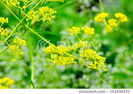 Ominaeshi Ominaeshi 142036542