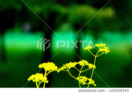 Ominaeshi Ominaeshi 142036543