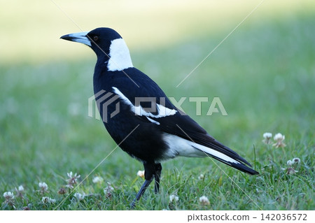 A magpie crow searches for food on the grass. A magpie crow searches for food on the grass. 142036572