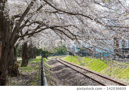 小坂町的櫻花 小坂町的櫻花 142036609