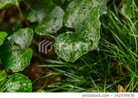 The wet leaves of the Farfugium japonicum and the delicate grassland create a beautiful scene on a rainy day. Kiyosumi Garden, March 2024. The wet leaves of the Farfugium japonicum and the delicate grassland create a beautiful scene on a rainy day. Kiyosumi Garden, March 2024. 142036636