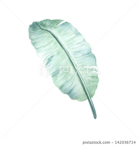Watercolor illustration of a palm leaf from an island coast. A jungle palm tree by the ocean or sea. A hand-drawn green leaf of a tropical plant. An exotic houseplant. An isolated banana tree Watercolor illustration of a palm leaf from an island coast. A jungle palm tree by the ocean or sea. A hand-drawn green leaf of a tropical plant. An exotic houseplant. An isolated banana tree 142036714