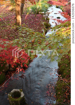 [Kyoto] Autumn leaves at Eikando Temple 142036876