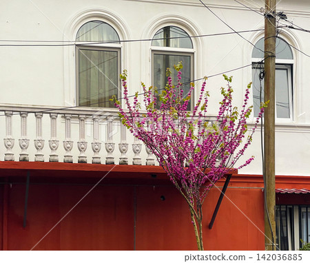 Spring tree in Batumi Georgia Spring tree in Batumi Georgia 142036885