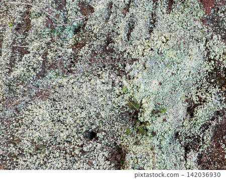 Lichen on old rock stone Lichen on old rock stone 142036930