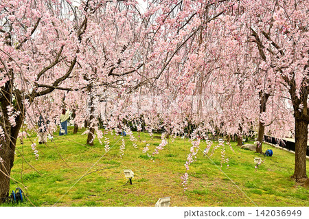 A splendid deep brown cherry tree A splendid deep brown cherry tree 142036949