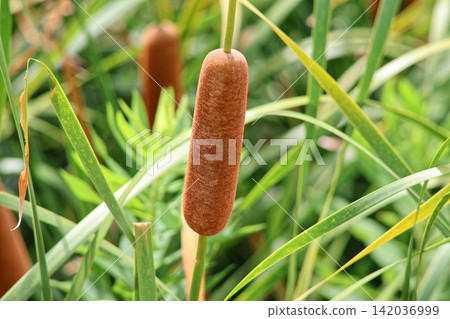 Cattails and a waterside scene Cattails and a waterside scene 142036999