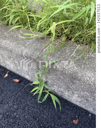 人行道縫隙中生長的狗尾草(Setaria viridis)/這種植物 人行道縫隙中生長的狗尾草(Setaria viridis)/這種植物 142037013