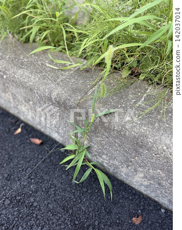 Foxtail grass (Setaria viridis) growing in the gaps of the sidewalk / The plant Foxtail grass (Setaria viridis) growing in the gaps of the sidewalk / The plant 142037014