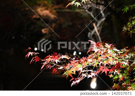 [Kyoto] Autumn leaves light-up at Kitano Tenmangu Shrine 142037071