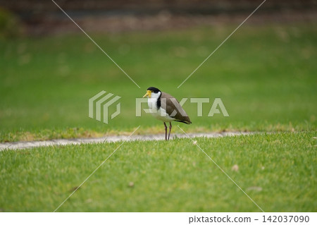 A black-headed lapwing standing on the grass. A black-headed lapwing standing on the grass. 142037090