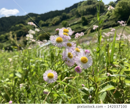 "Erigeron annuus" flowers blooming along the roadside - A stroll through Asuka Village, Nara Prefecture "Erigeron annuus" flowers blooming along the roadside - A stroll through Asuka Village, Nara Prefecture 142037100