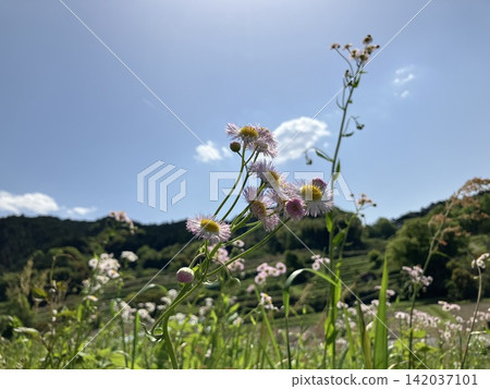 "Erigeron annuus" flowers blooming along the roadside - A stroll through Asuka Village, Nara Prefecture "Erigeron annuus" flowers blooming along the roadside - A stroll through Asuka Village, Nara Prefecture 142037101