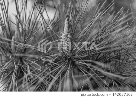 The striking male pine blossoms and powerfully extending needles stand out in monochrome. Kiyosumi Garden, March 2024. The striking male pine blossoms and powerfully extending needles stand out in monochrome. Kiyosumi Garden, March 2024. 142037102
