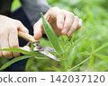 Harvest of okra 142037120