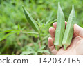 harvest okra 142037165