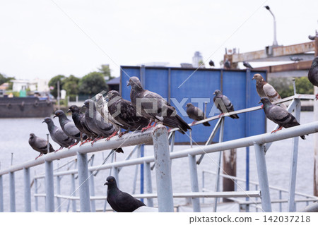 A flock of pigeons perched on the bridge A flock of pigeons perched on the bridge 142037218