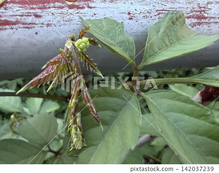 夏季,當看起來像是日本金魚藻(Cayratia japonica)的雜草生長時/這種植物 夏季,當看起來像是日本金魚藻(Cayratia japonica)的雜草生長時/這種植物 142037239