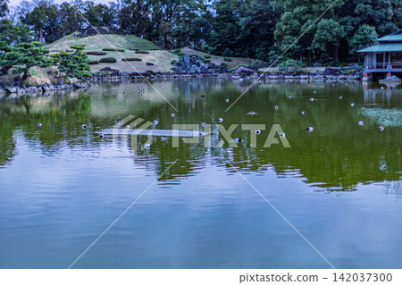 寬闊的大池塘水面波光粼粼,俯瞰著人工山丘和池塘邊的涼亭。清澄庭園,2024年3月。 寬闊的大池塘水面波光粼粼,俯瞰著人工山丘和池塘邊的涼亭。清澄庭園,2024年3月。 142037300